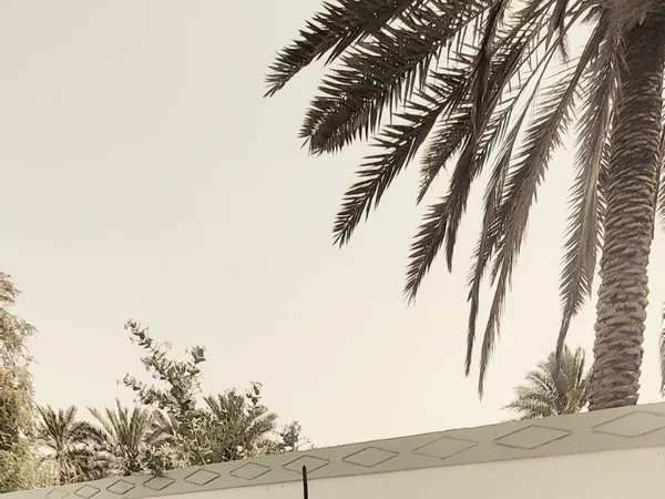 Cars for sale in uae Kia Morning